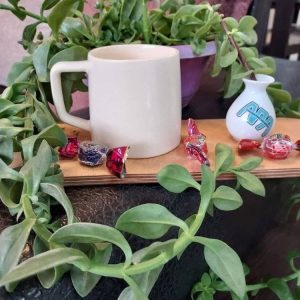 لیوان اسکات بسته 6 عددی کد 1215