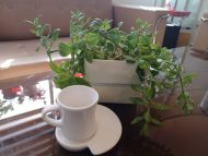 فنجان آرش (بسته ۶ عددی) - تصویر 4